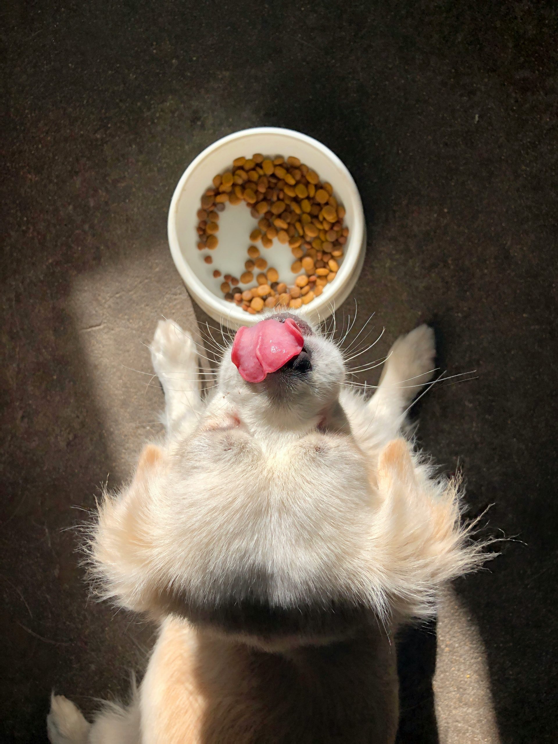 kedi ve köpek maması üreticisiyiz